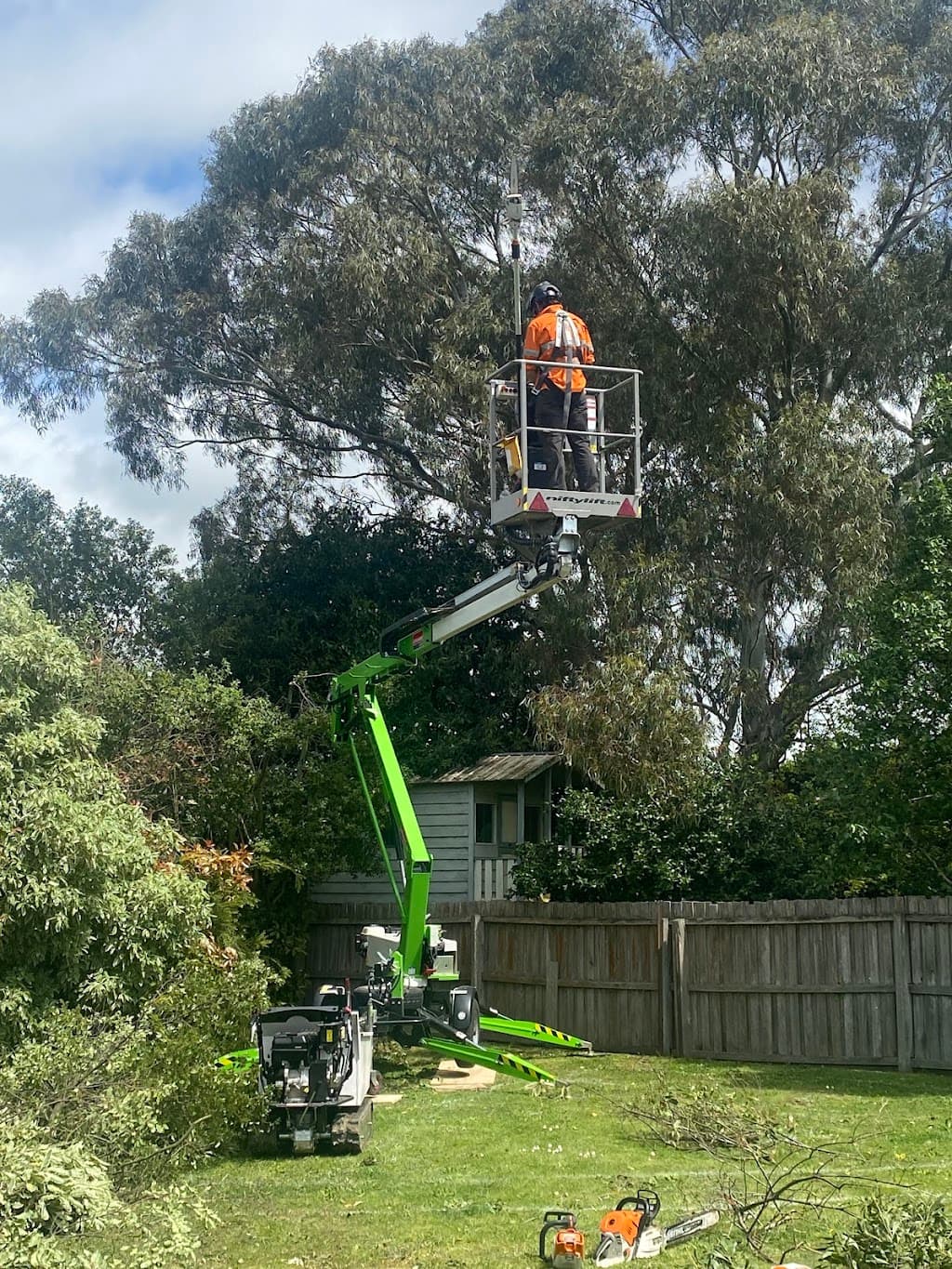 Alpine Tree Management