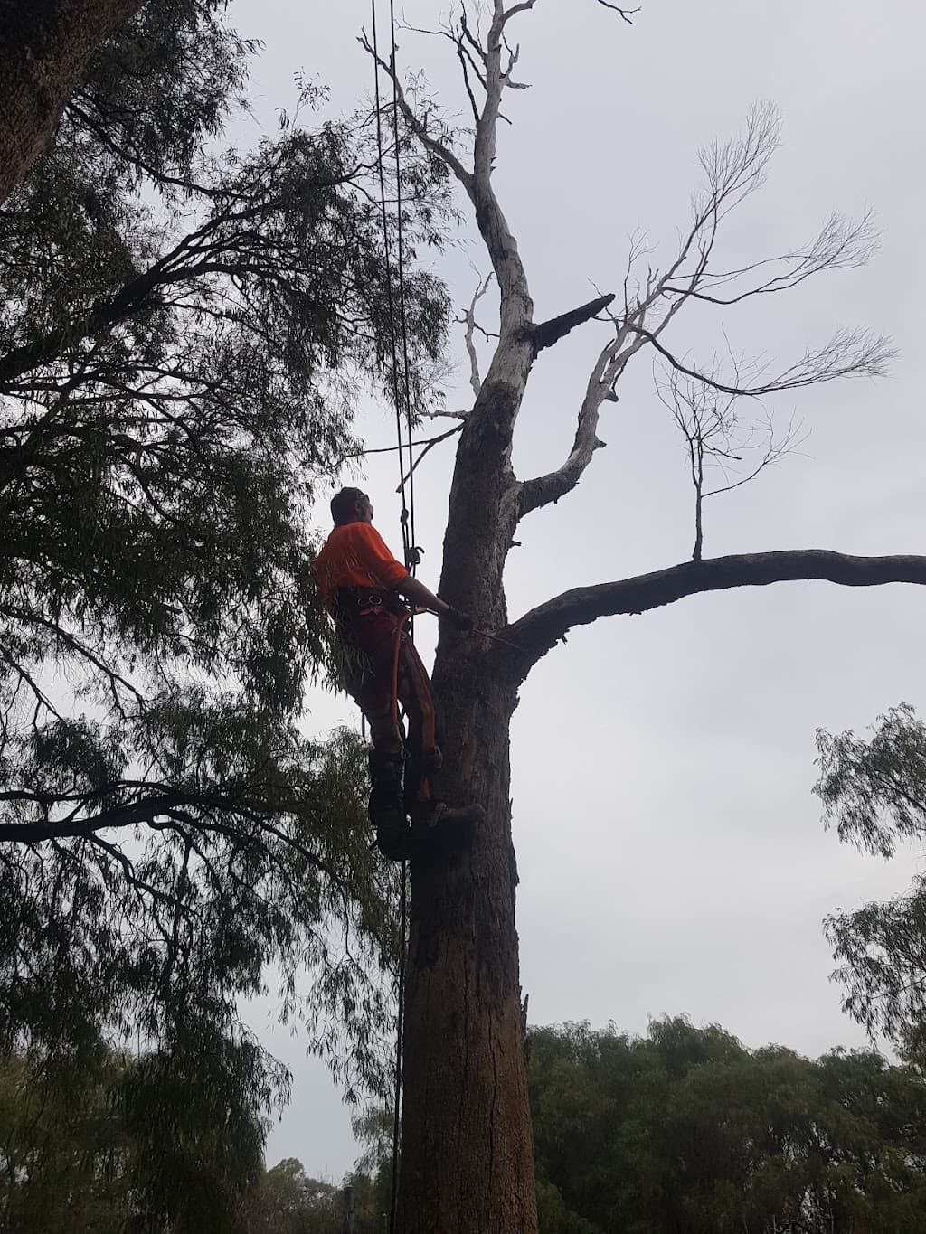 Action Tree & Garden Services