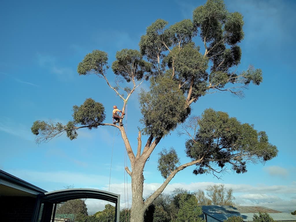 TREE FIX TAS