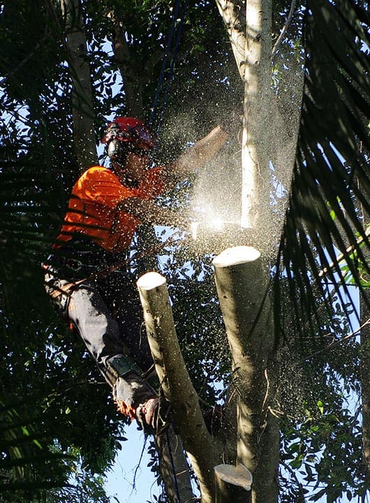 JC Tree Services