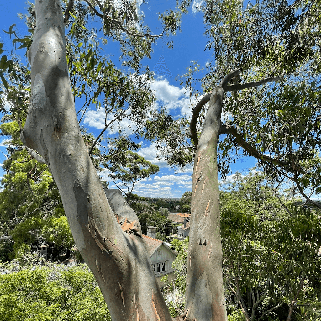 Seascape Vegetation Tree Services