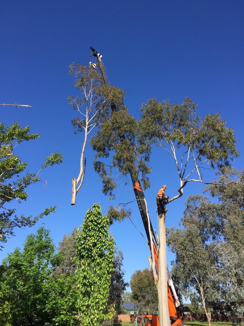 Bradsworth Tree Services & Contracting