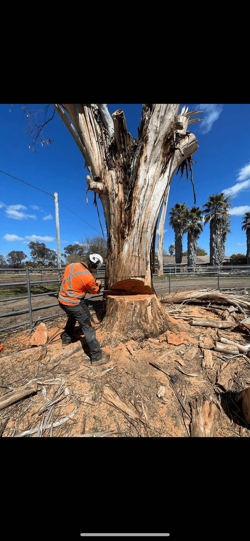 All tree services Canberra and Gosford
