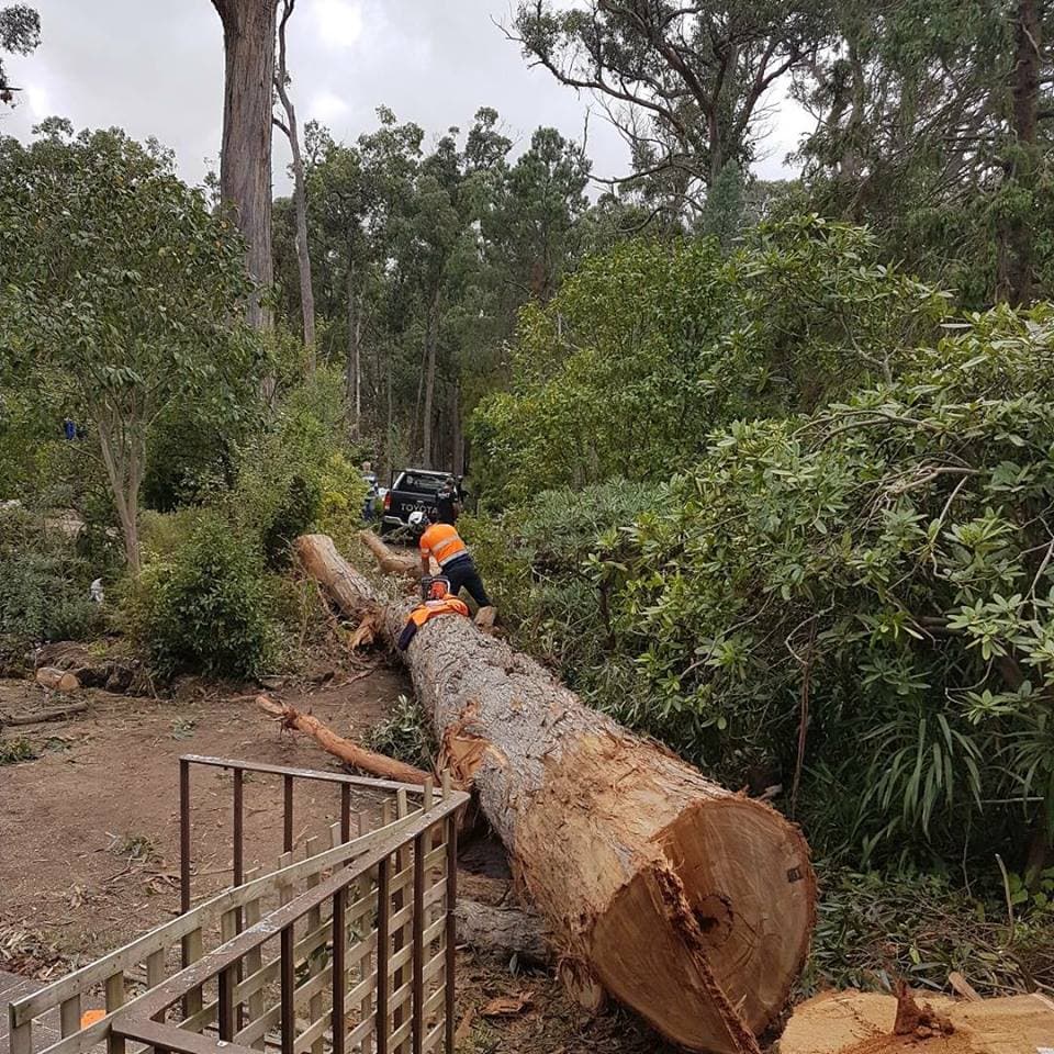 Arbpro Vegetation Control