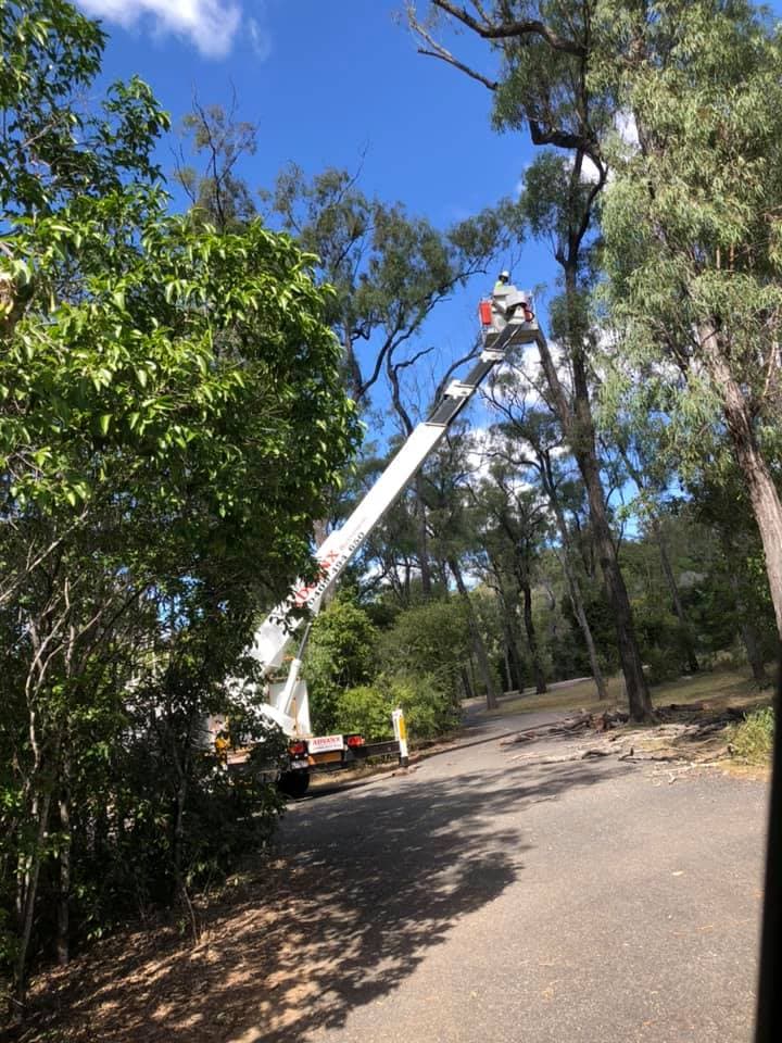 CQ Trees Rockhampton