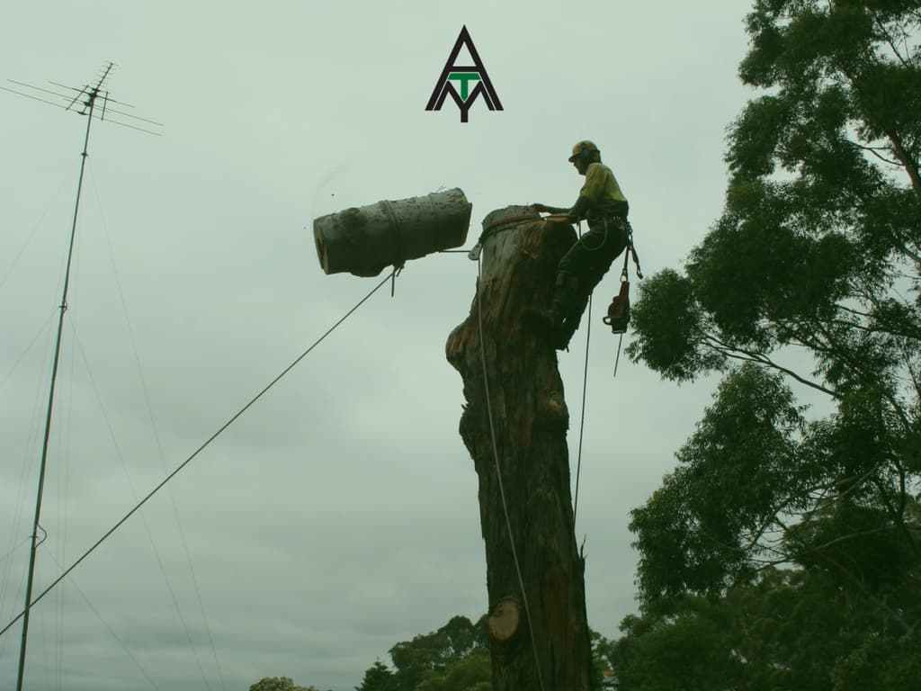 Accomplished Tree Management
