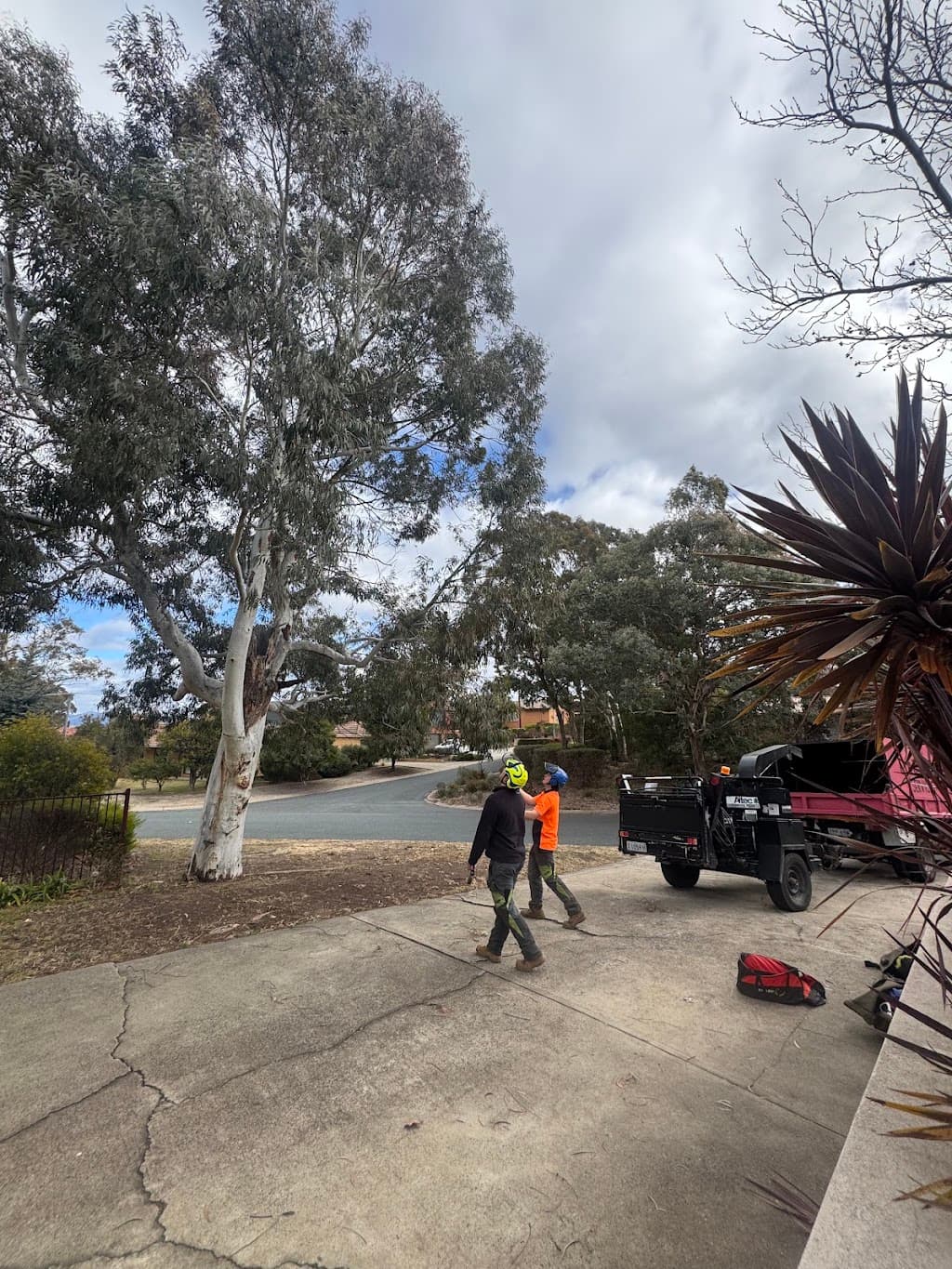 Liro Tree Services