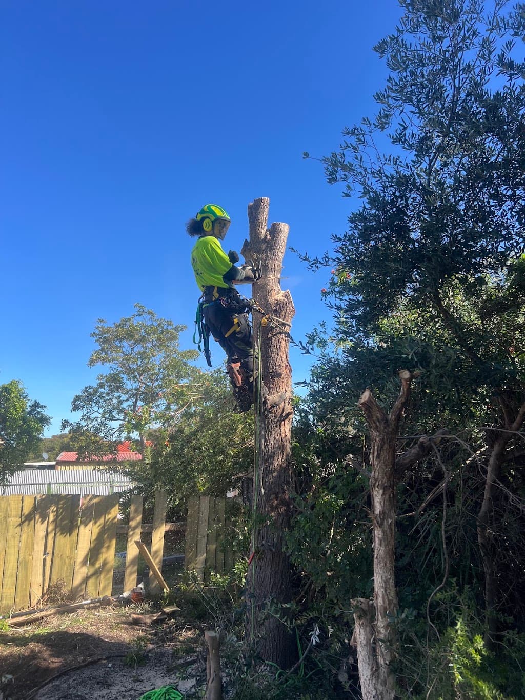 Tree Removal Adelaide
