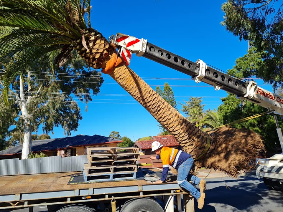 Final Cut Tree Solutions