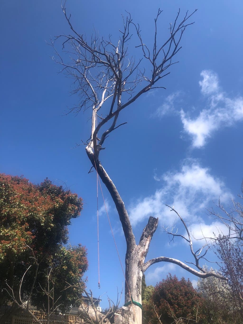 Little Guy Tree Surgery