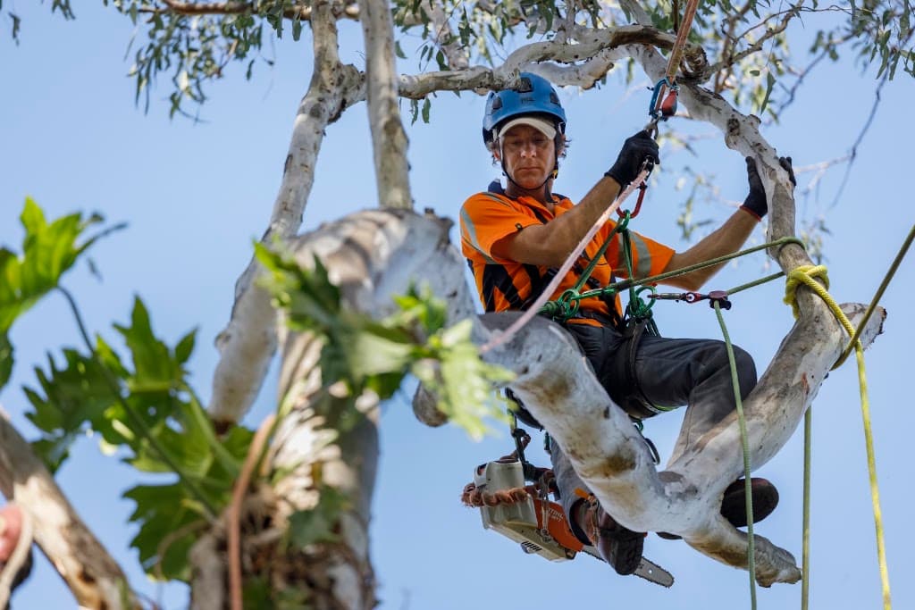 Arborcare