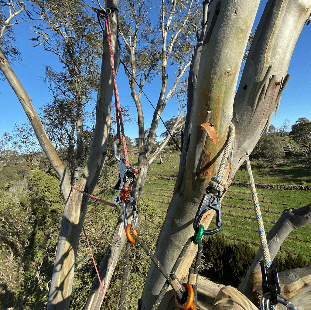 Templeton Trees