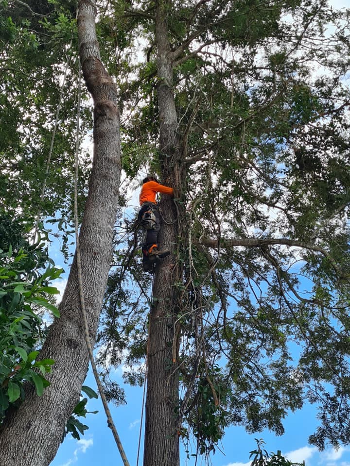Shepparton Tree Service