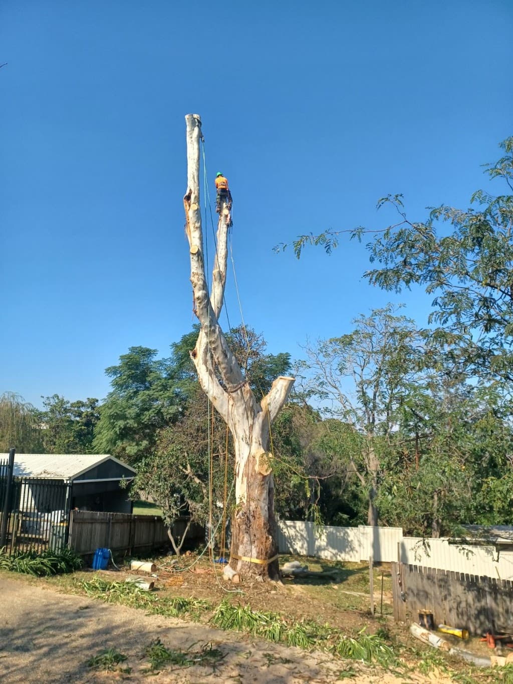 Arborcare Tree Maintenance - Wollongong