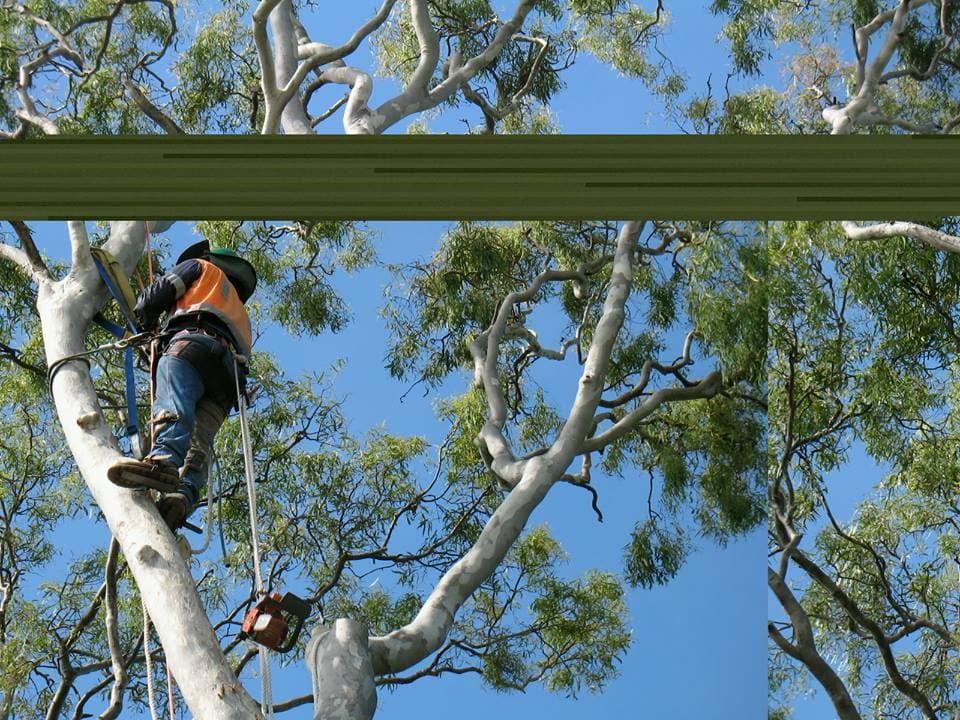 G'Days Tree Care