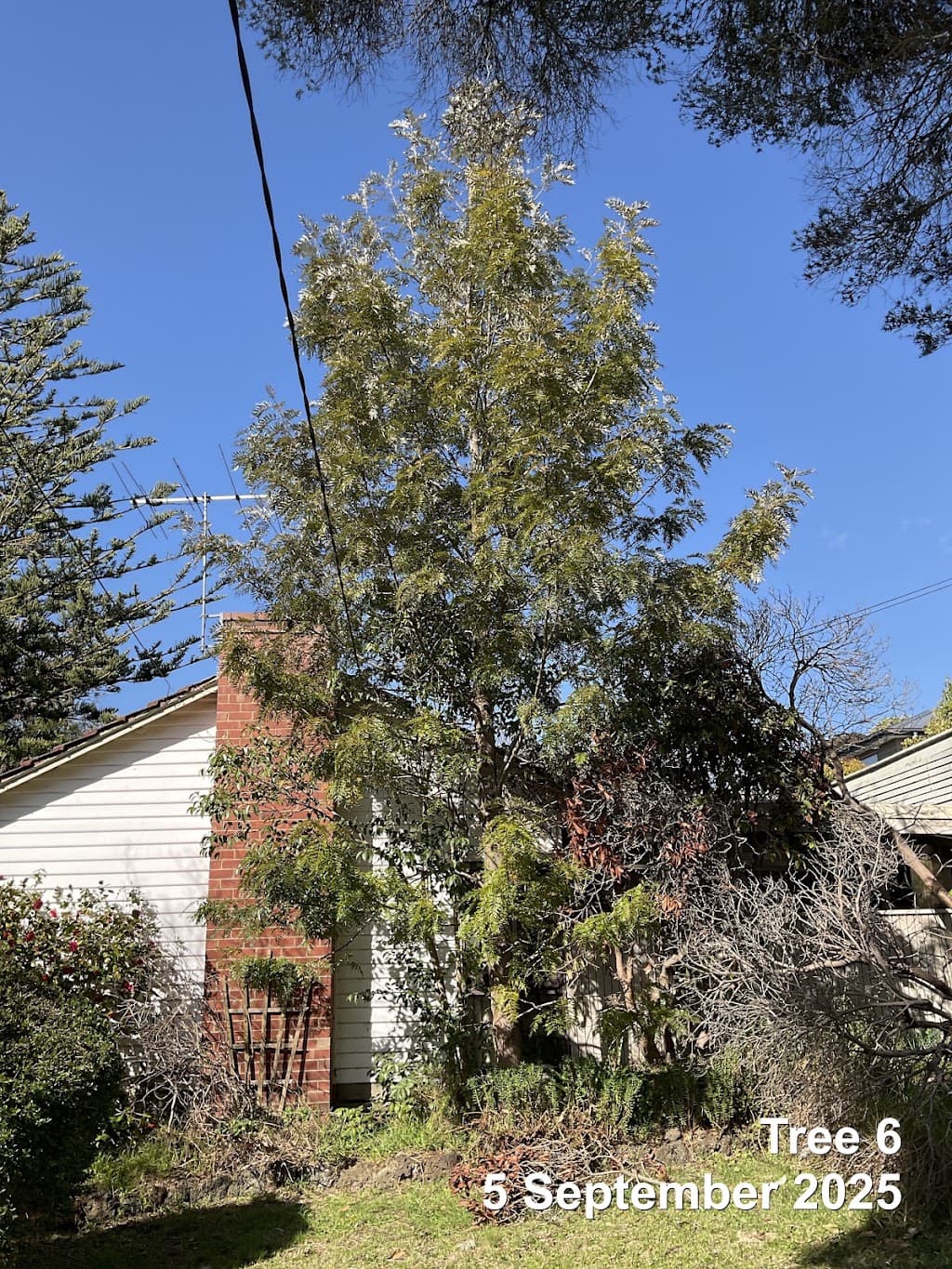 Future Tree Health