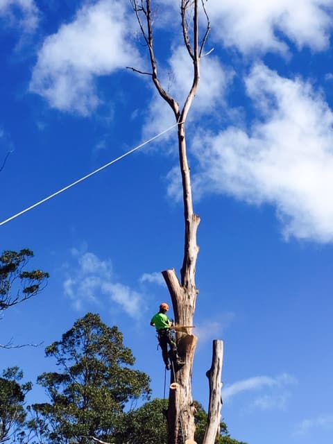 Hastings Tree Care - Professional Arborist Service