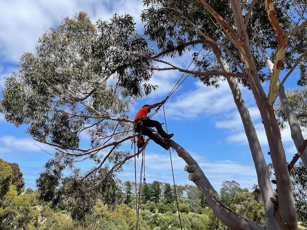 Jack of All Trees
