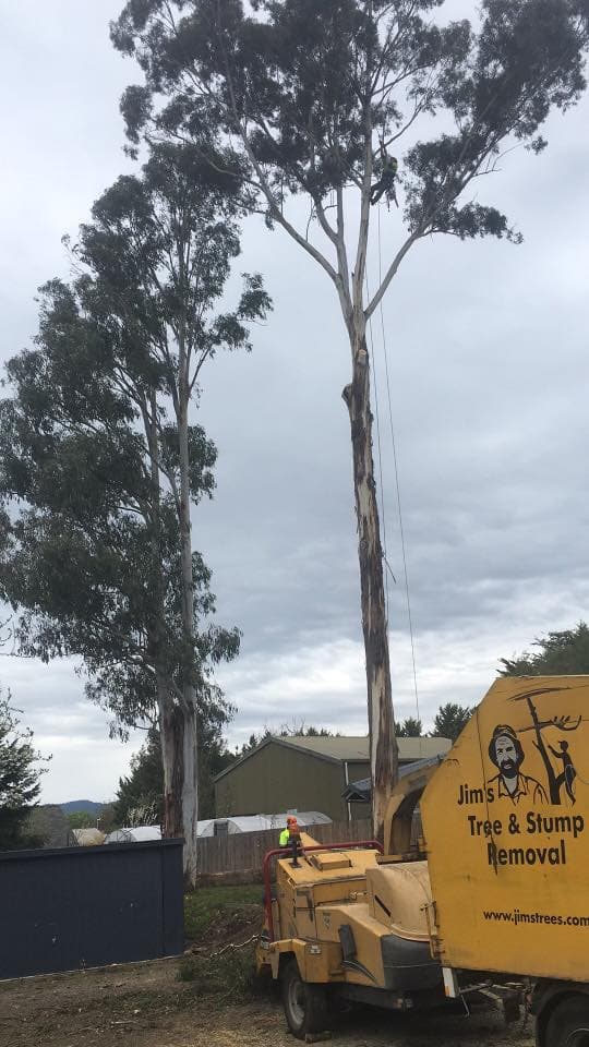 Jim's Trees & Stump Removal