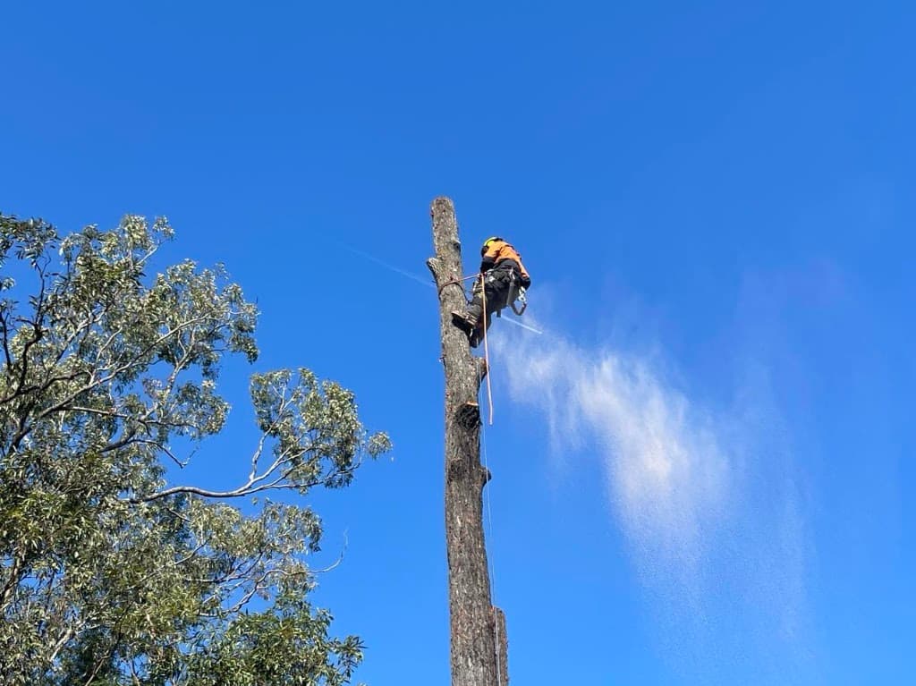 TB'S Trees VIC