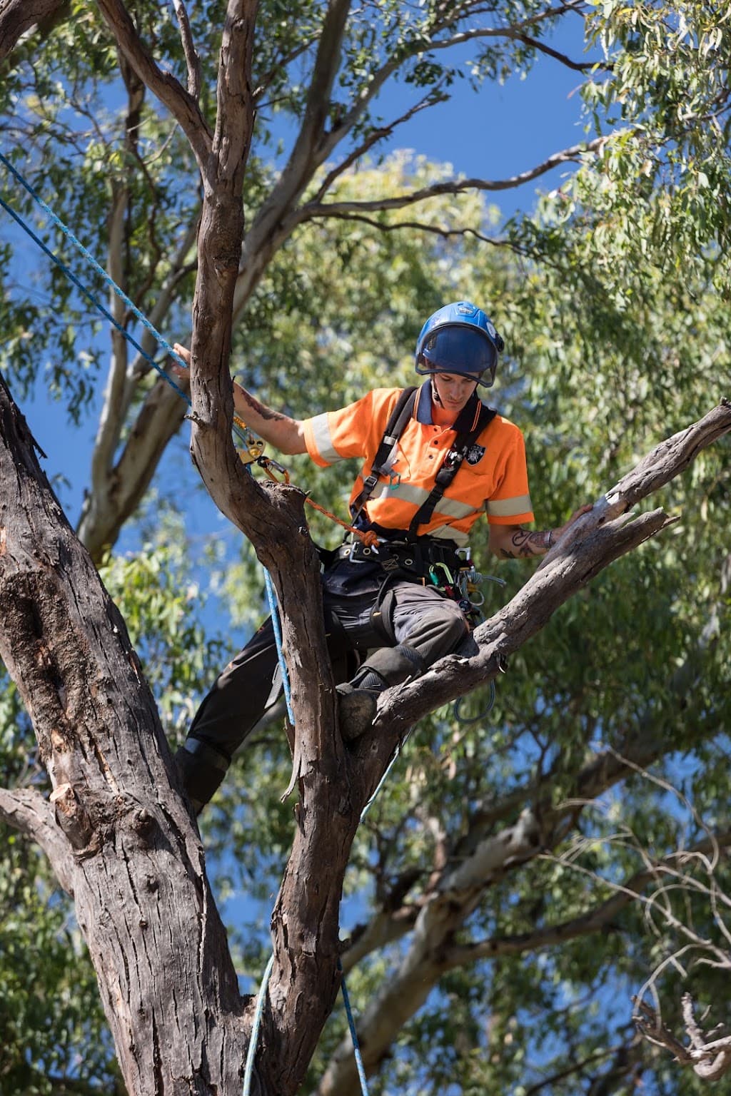 Dubbo Tree Service