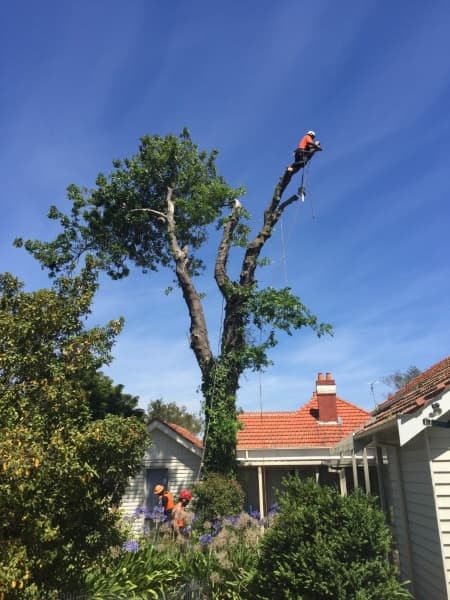 Trav's Tree Services