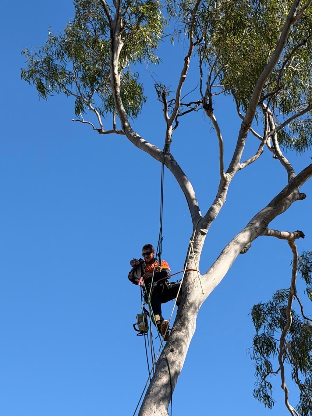 Archers Tree Services