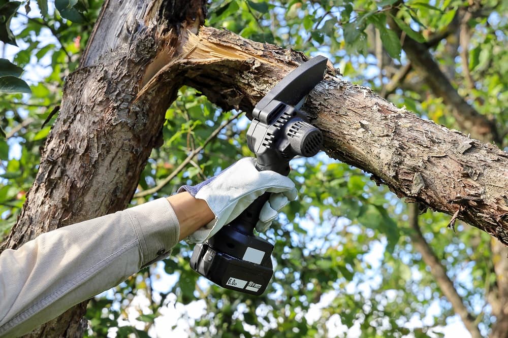 The Tree Service Maitland