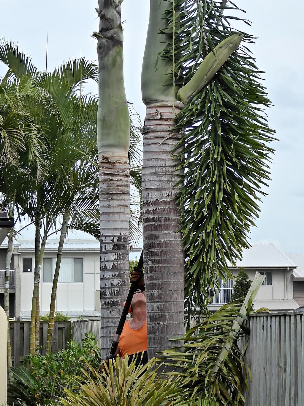 Gold Coast Palm Man