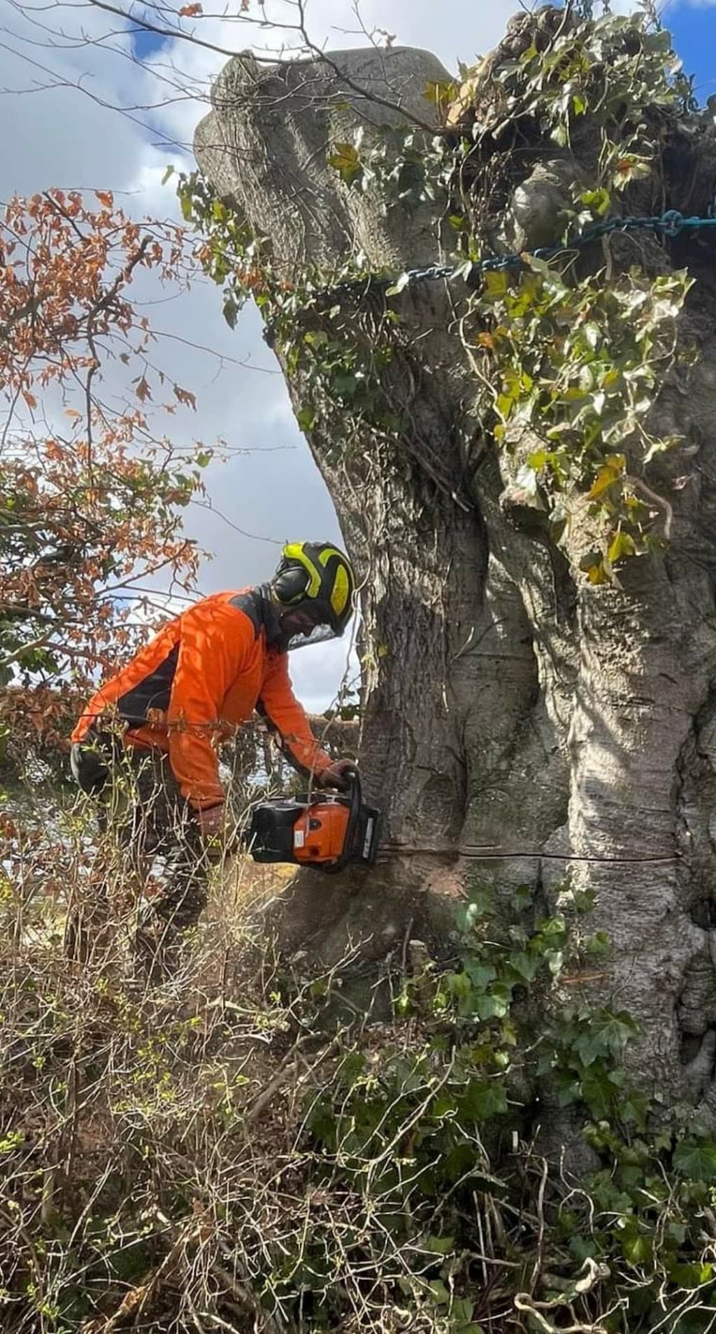 Tree Removal Bendigo