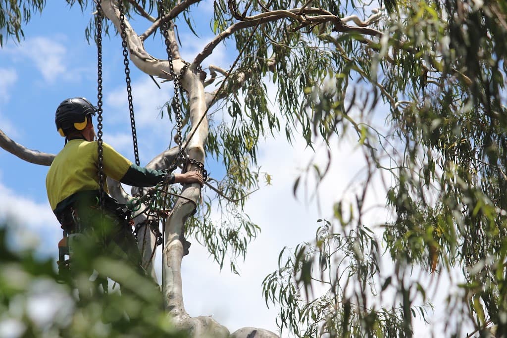 Heritage Tree Care - Toowoomba