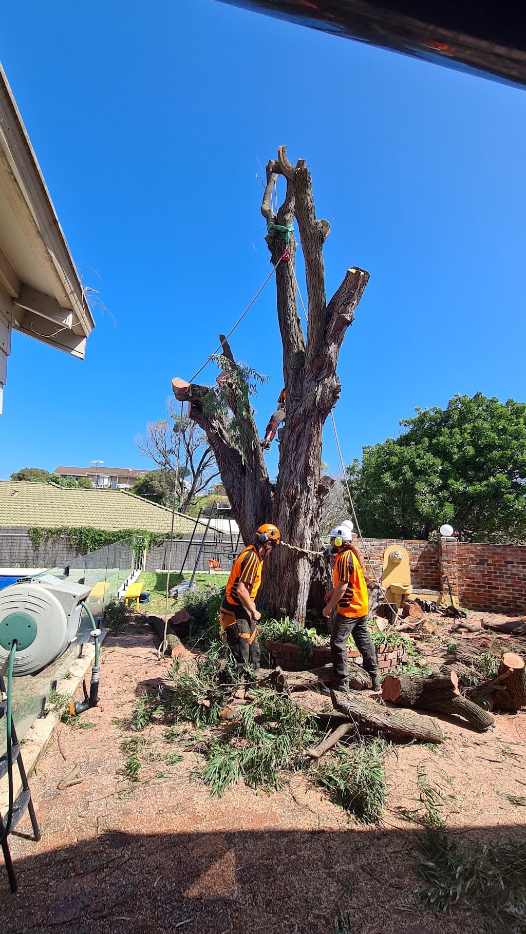 Hayes Tree Care