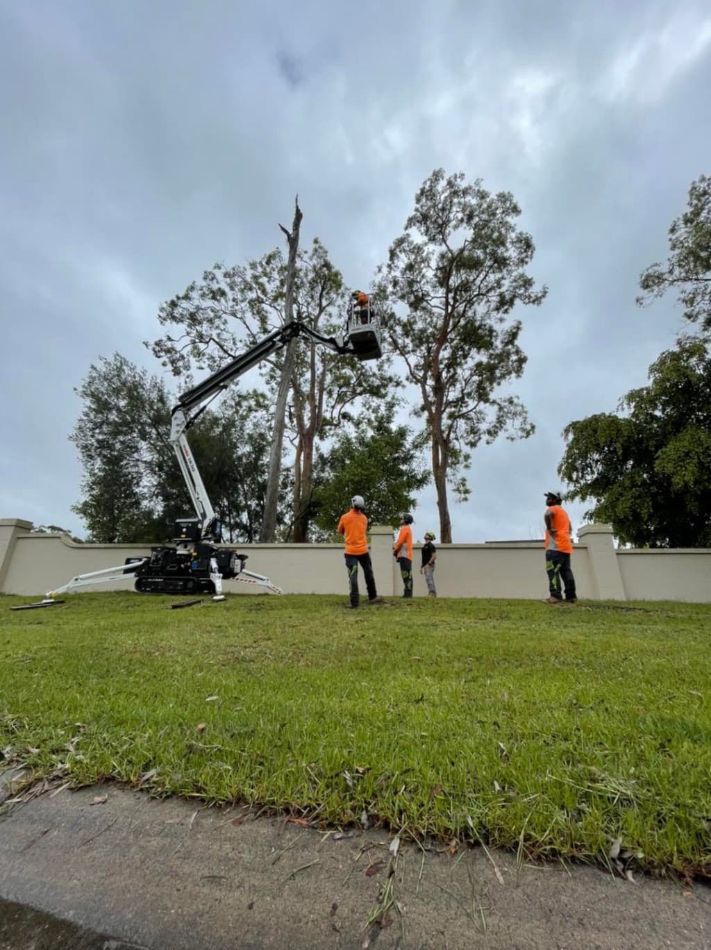 Clean Cut Tree Services