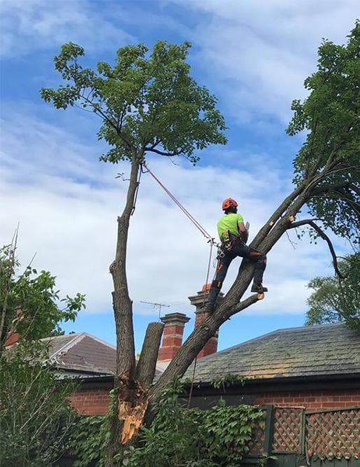 CTL Tree Service & Stump Removal Adelaide