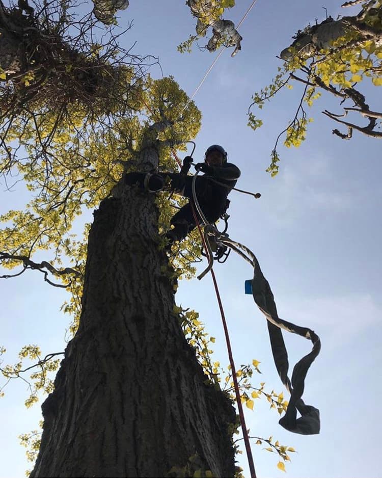 Richmond Tree Specialists