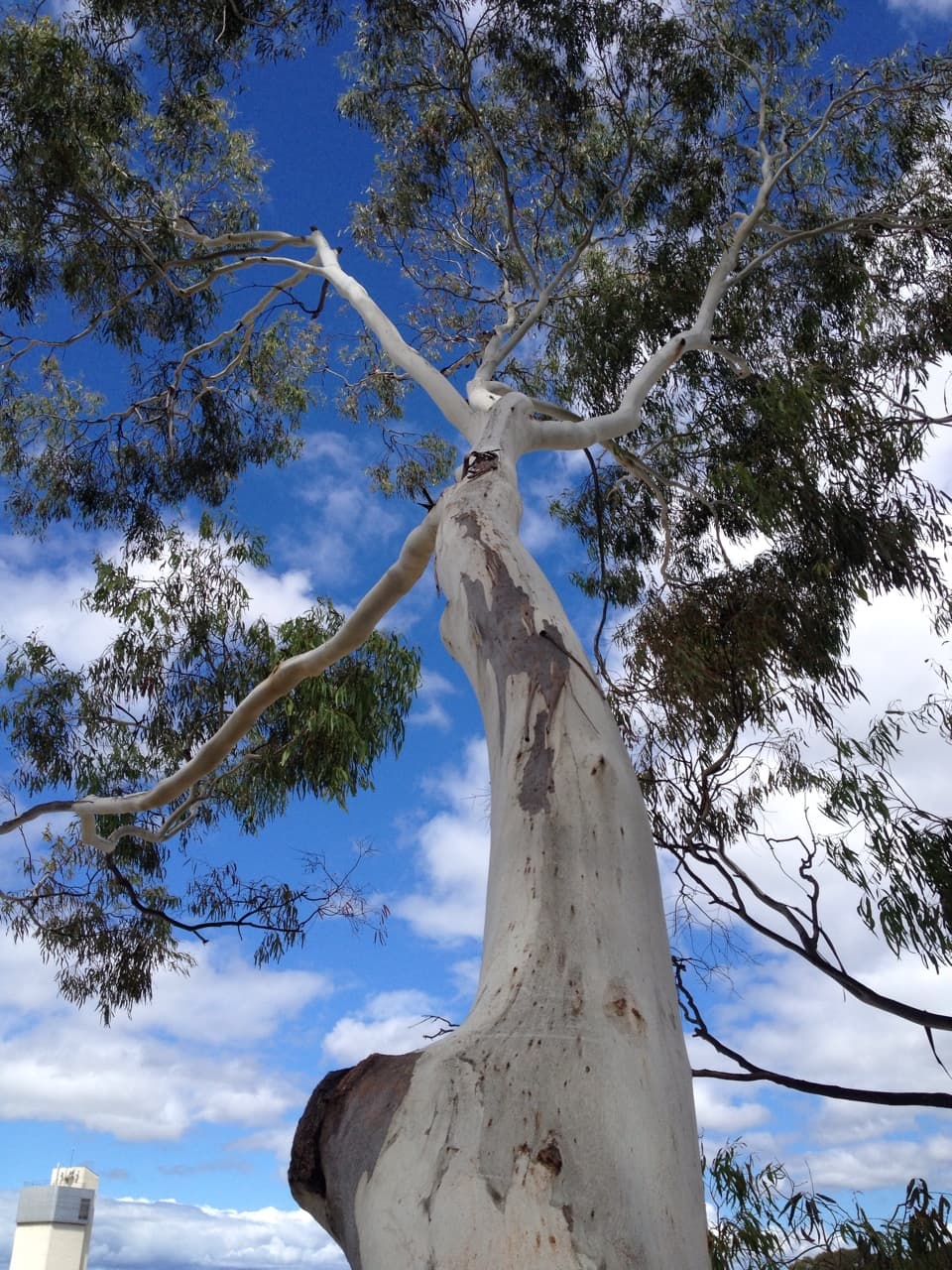 Canopy The Tree Experts | Arborist Canberra