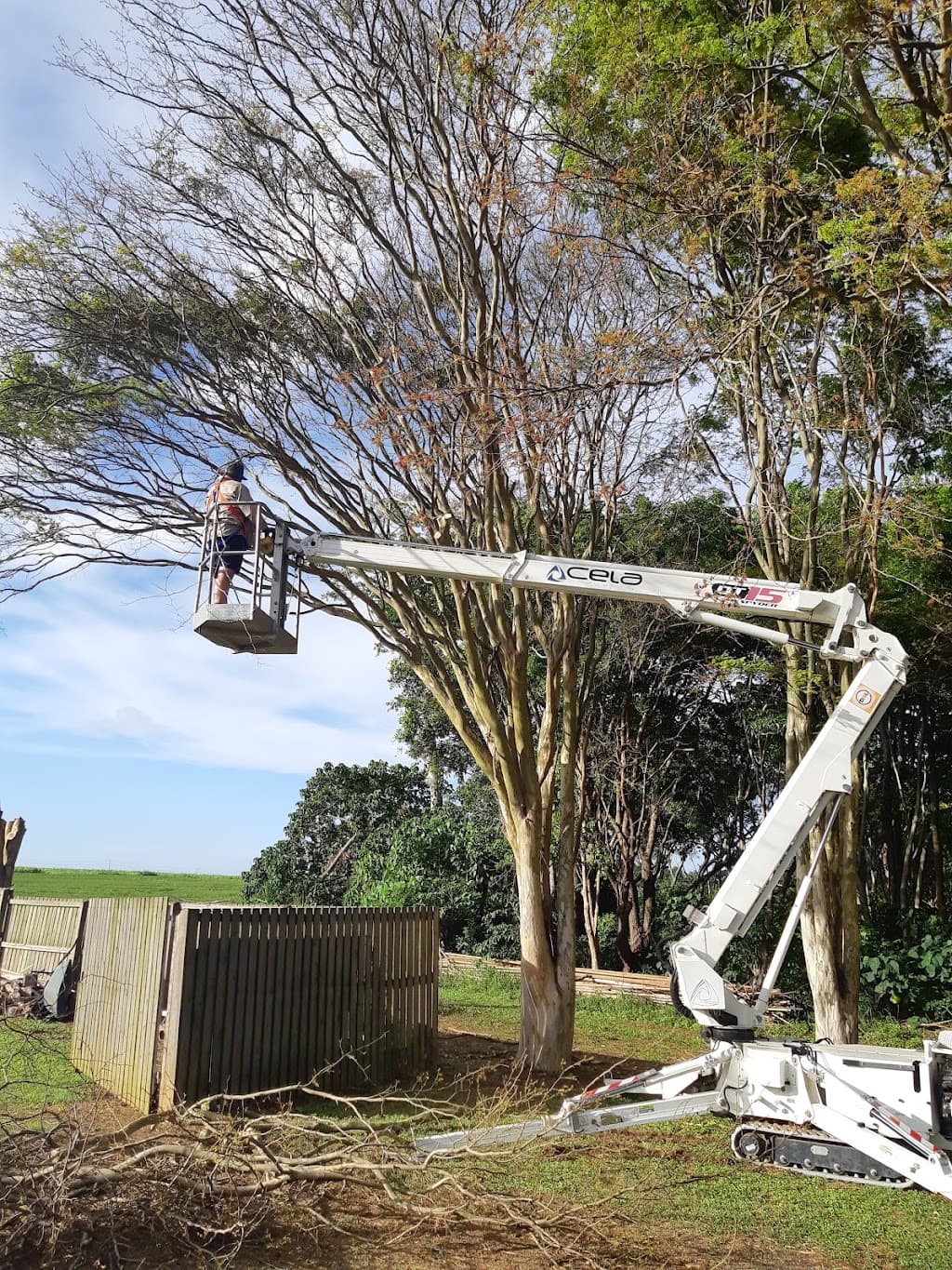 CenQ tree solutions