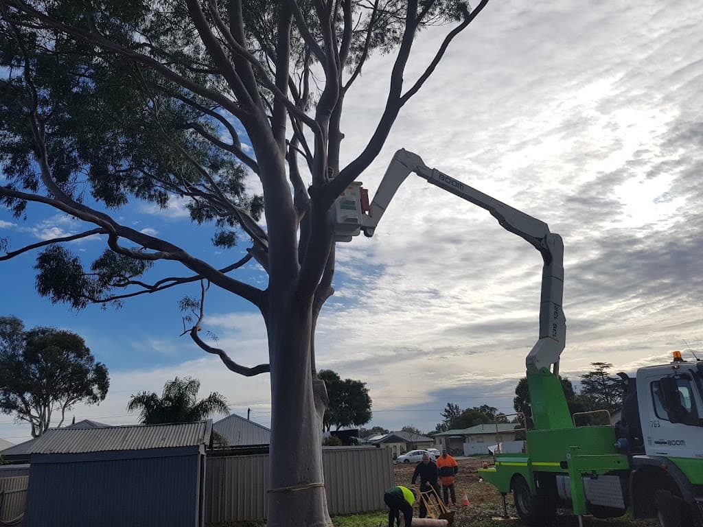 Saladin Tree Solutions