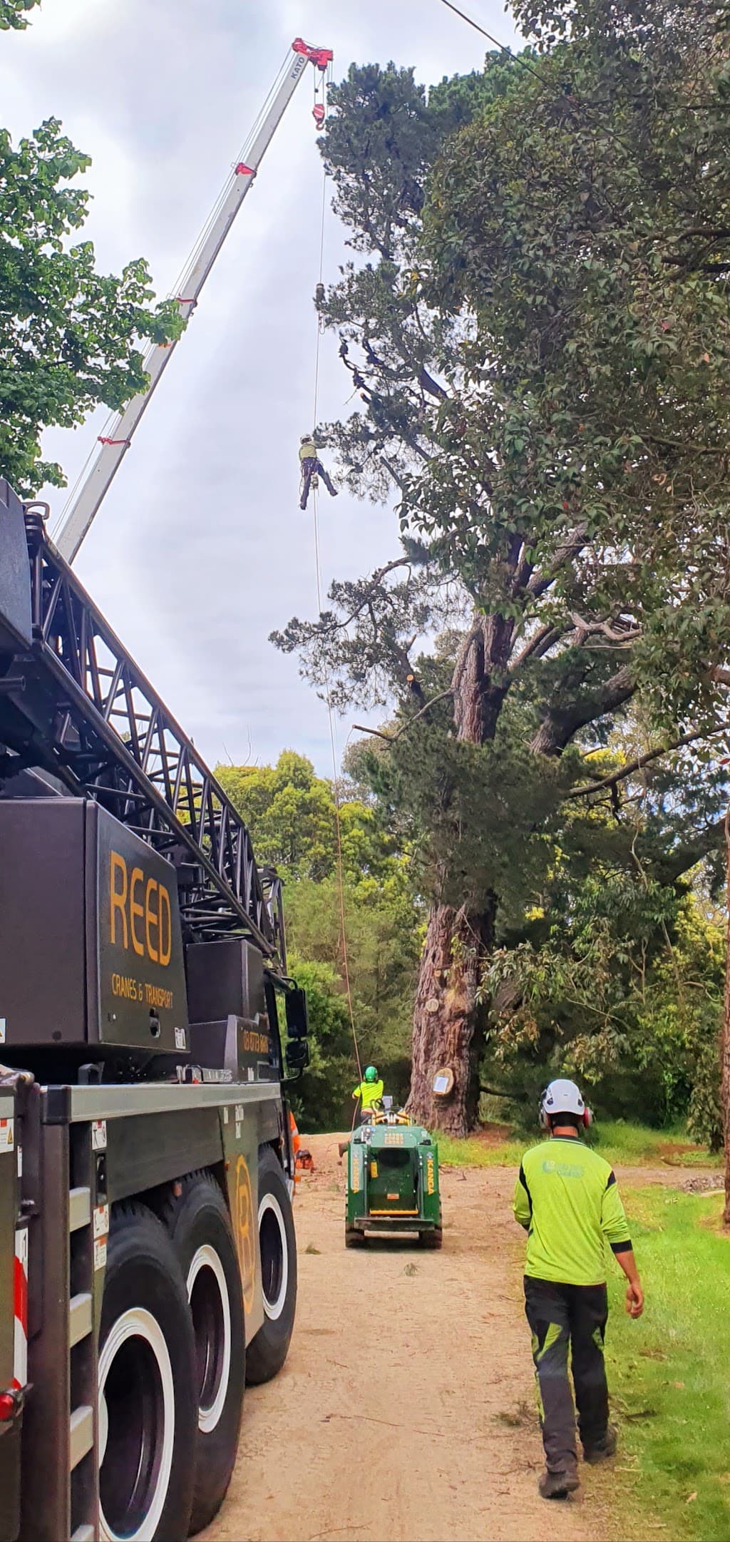 The Tree Company