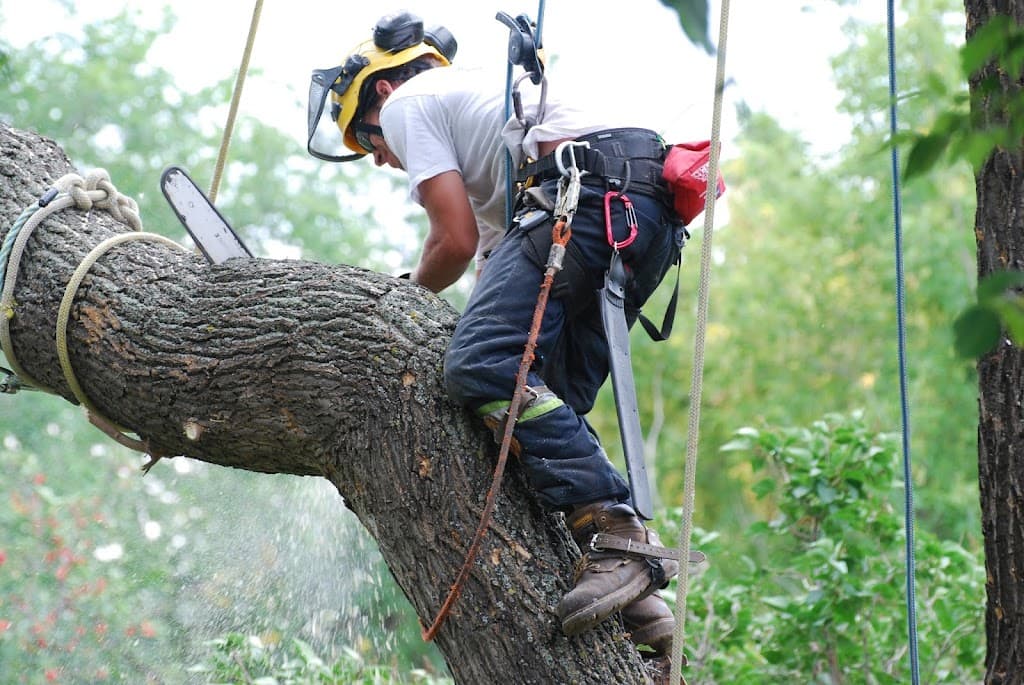 Judd’s Tree Solutions
