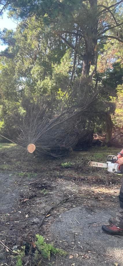 Bonville Valley Tree Services