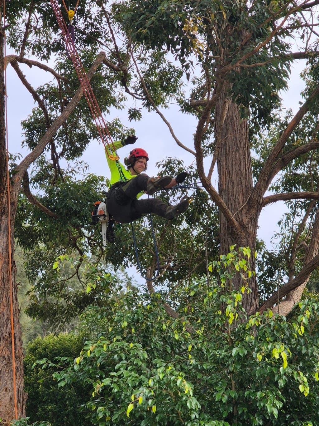 Treecycling Tree Services