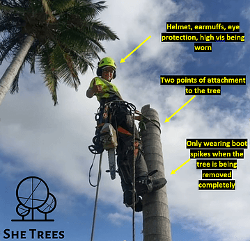 She Trees Pty Ltd