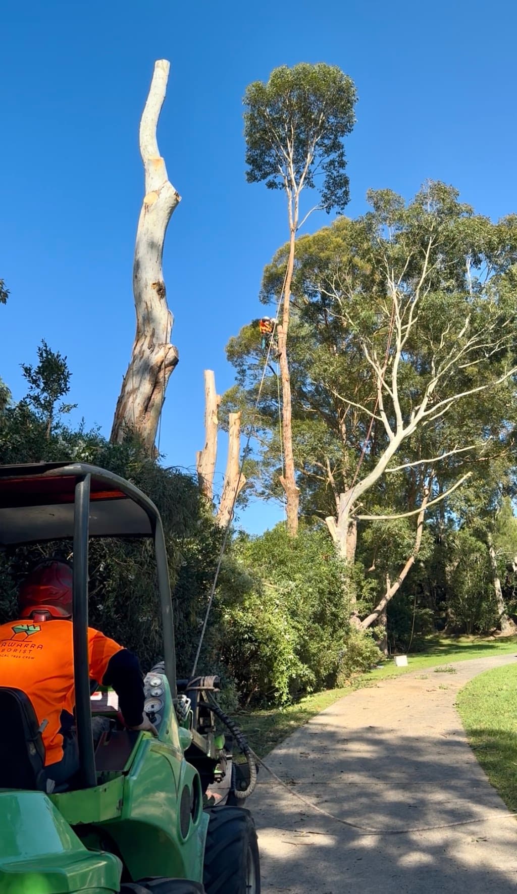 Illawarra Arborist - Tree Services