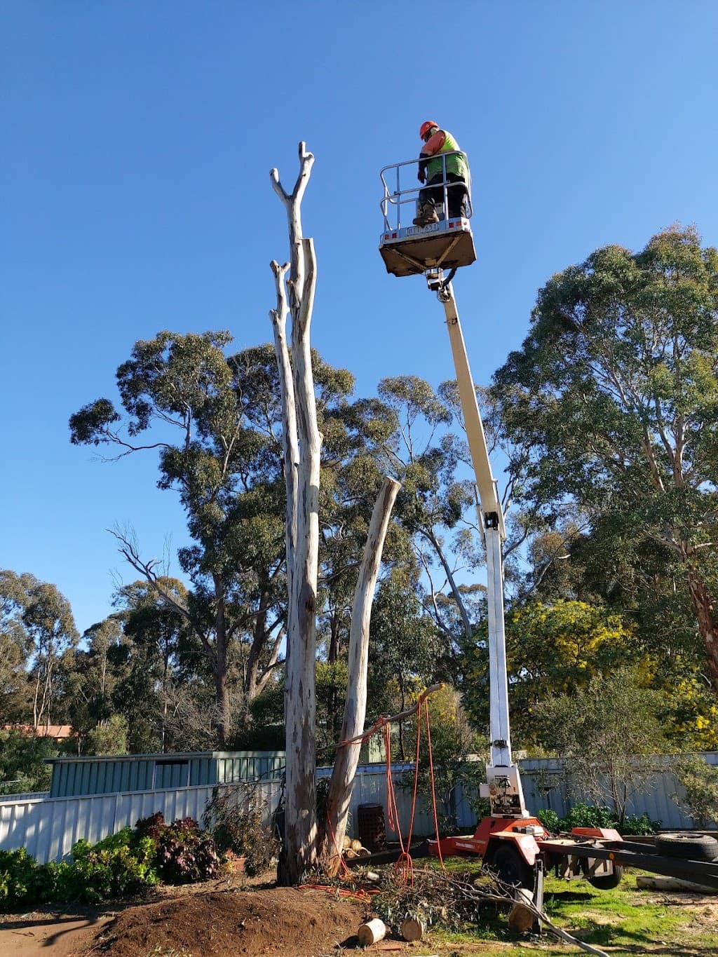 Smiths The Tree Professionals
