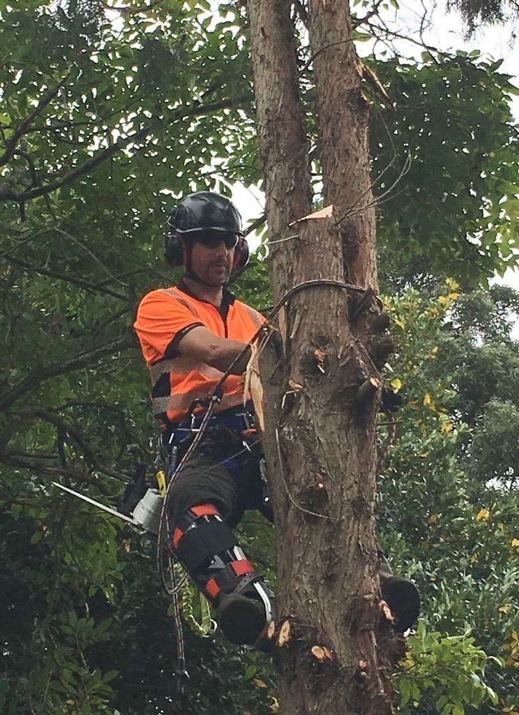 Arbator Tree Services