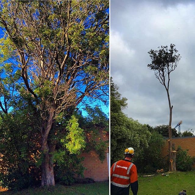 Taylors Trees