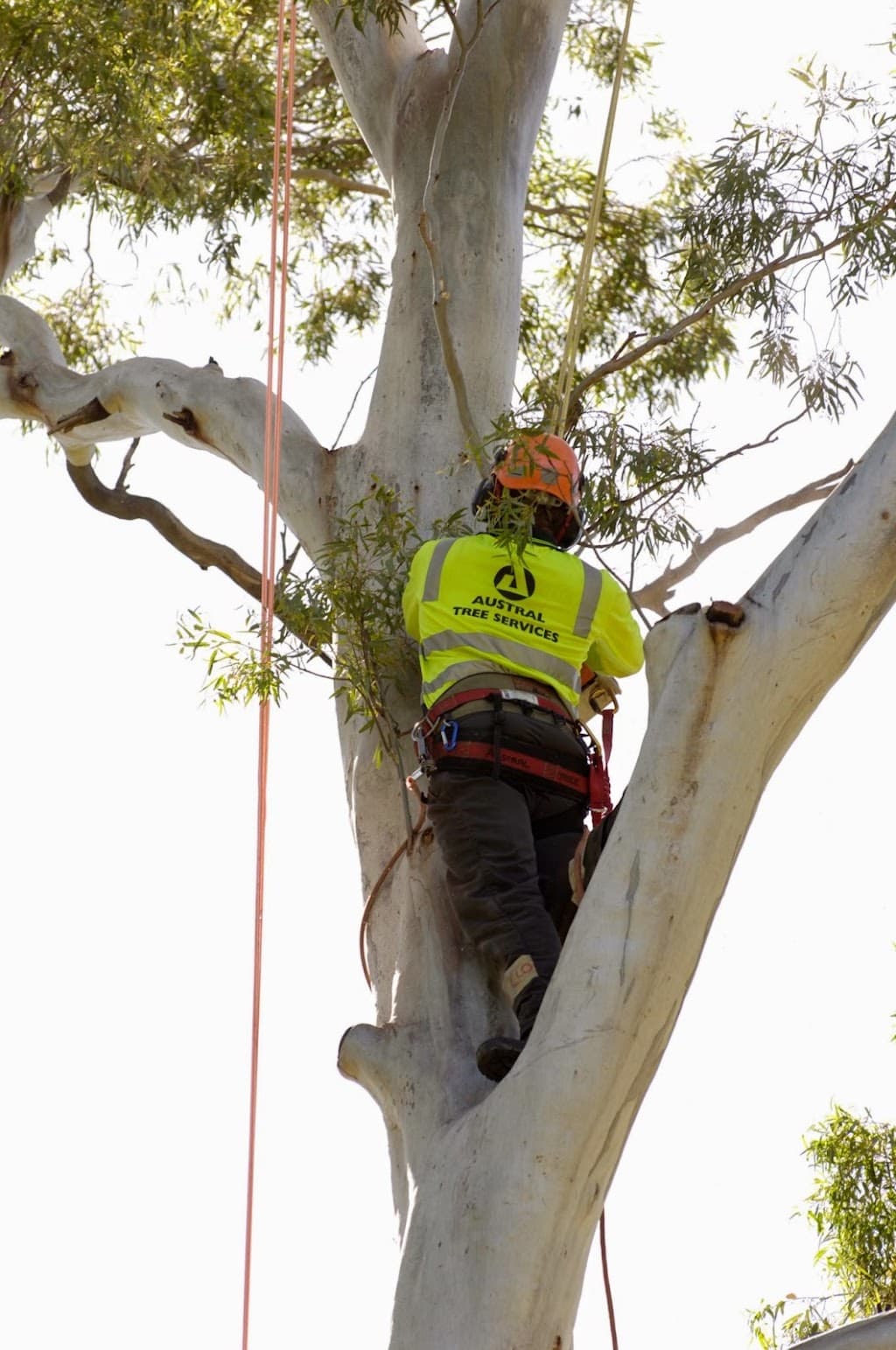 Austral Tree Services Pty Ltd (Depots in SA & VIC areas)