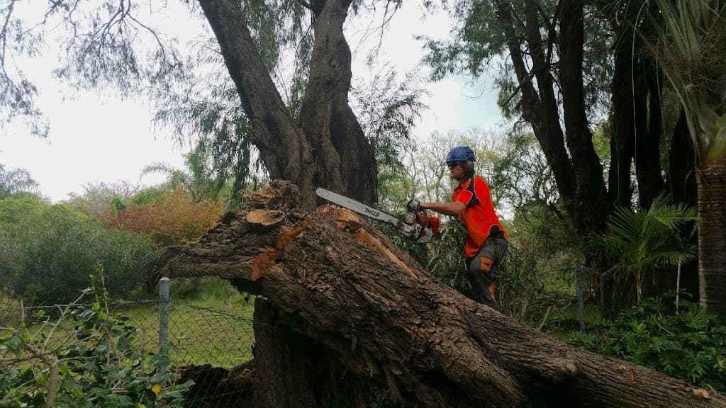 Branching Out Tree Care