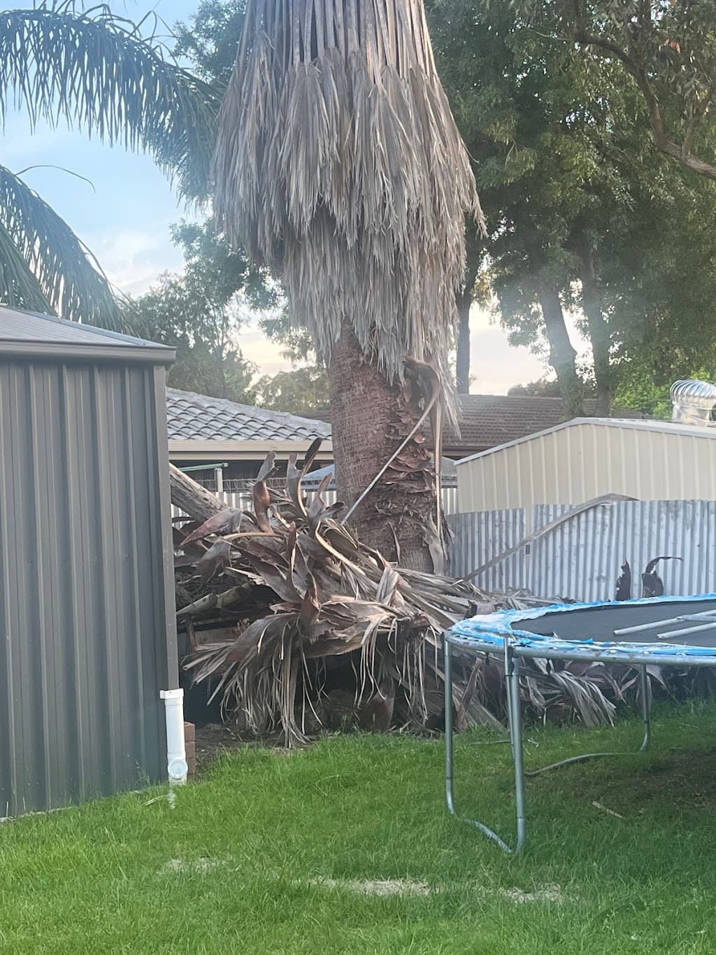 The Adelaide Tree Surgery